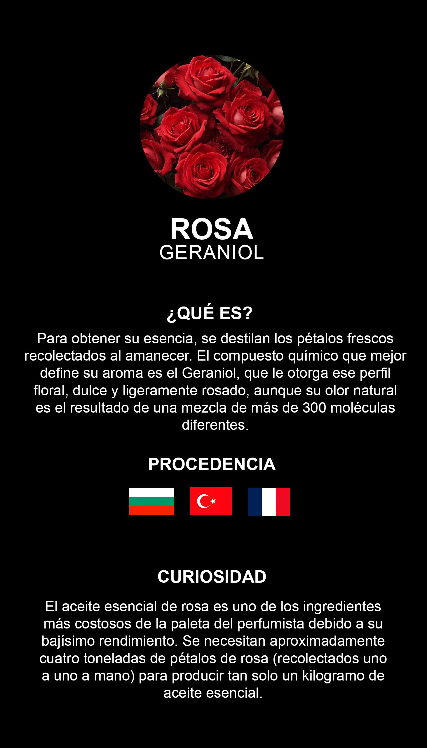 Rosa