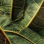 Albahaca