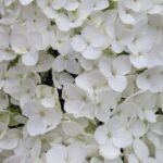 Almizcle Blanco