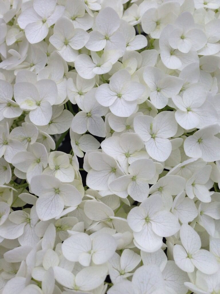 Almizcle Blanco