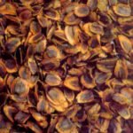 Almizcle