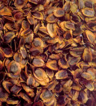 Almizcle