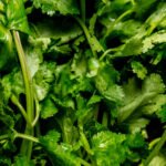 Cilantro