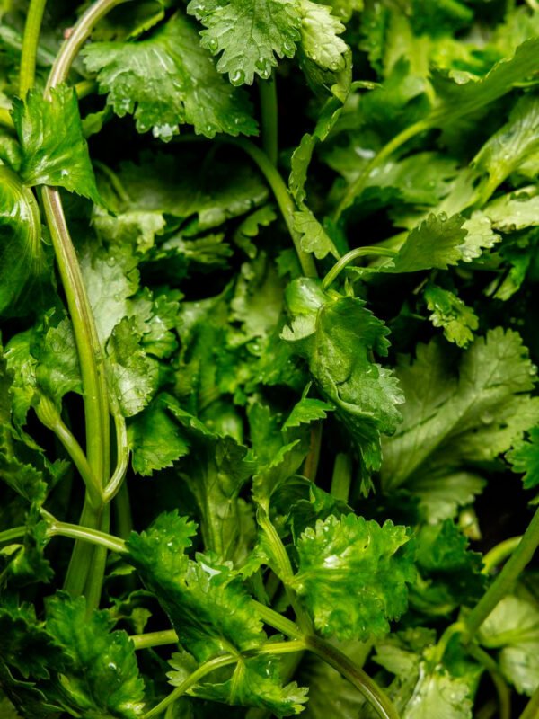Cilantro