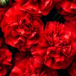 Clavel