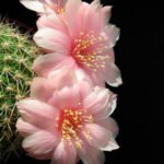 Flor De Cactus