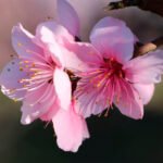 Flor De Melocoton