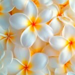 Frangipani