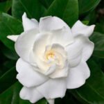 Gardenia