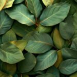 Laurel