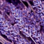 Lavanda