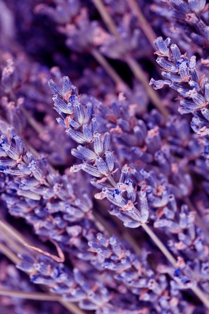 Lavanda