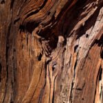 Madera De Agar