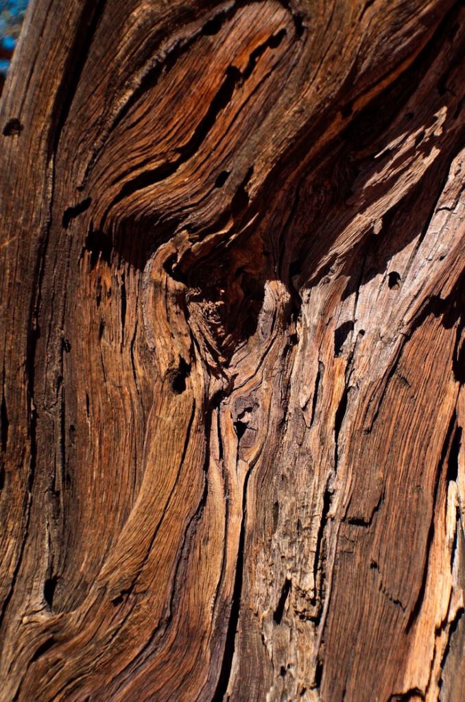 Madera De Agar