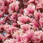 Magnolia