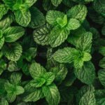 Menta