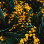 Mimosa