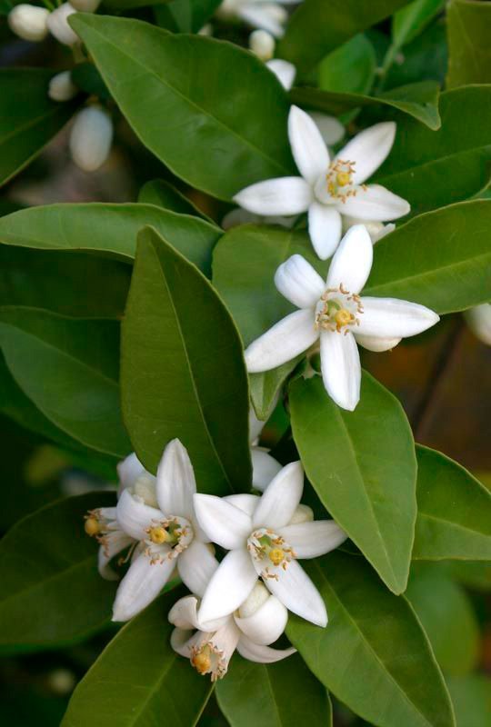 Neroli