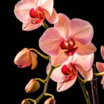 Orquidea