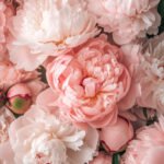 Peonia