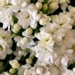 Sampaguita