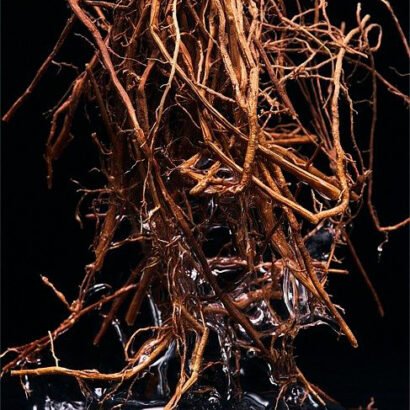 Vetiver