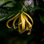 Ylang Ylang