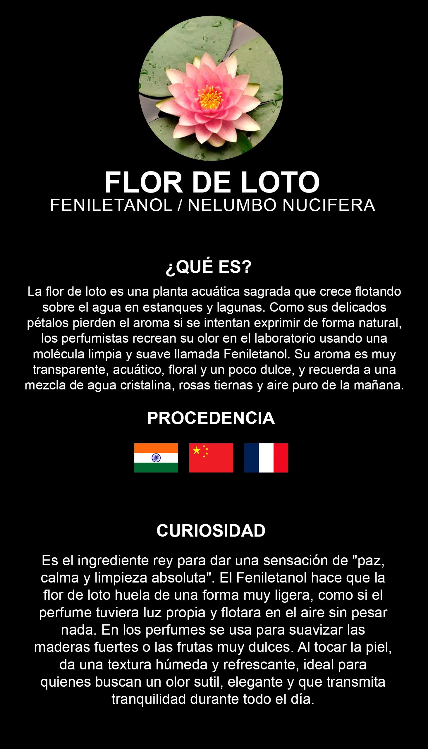 Flor De Loto