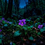 Violeta